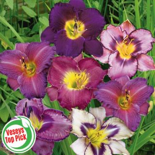 Purple & White Daylily Blend Thumbnail